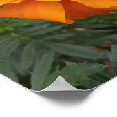 Hummeln auf Ringelblume Poster (Ecke)