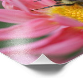 Hummeln auf rosa Daisy Blume Nah 8x10 Fotodruck (Ecke)
