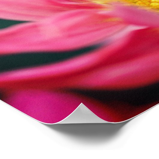 Hummeln auf rosa Daisy Blume Nah Poster (Ecke)