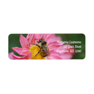 Hummeln auf rosa Daisy Blume Natureadresse