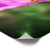 Hummeln auf rosa Kosmos-Blume Nah Poster (Ecke)