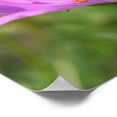 Hummeln auf rosa Kosmos-Blume Poster (Ecke)