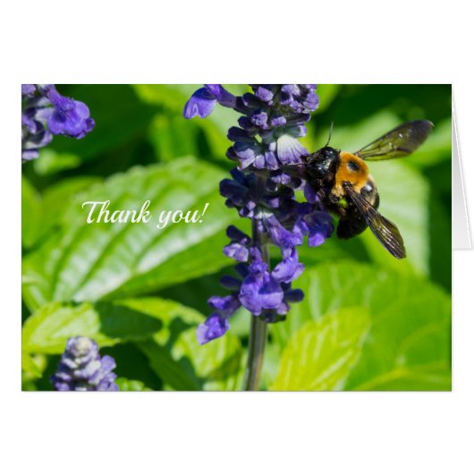 Hummeln auf Salvia Danke Karte (Vorderseite (Horizontal))