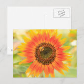Hummeln auf Sonnenblume, Gemeindegarten Postkarte (Vorne/Hinten)