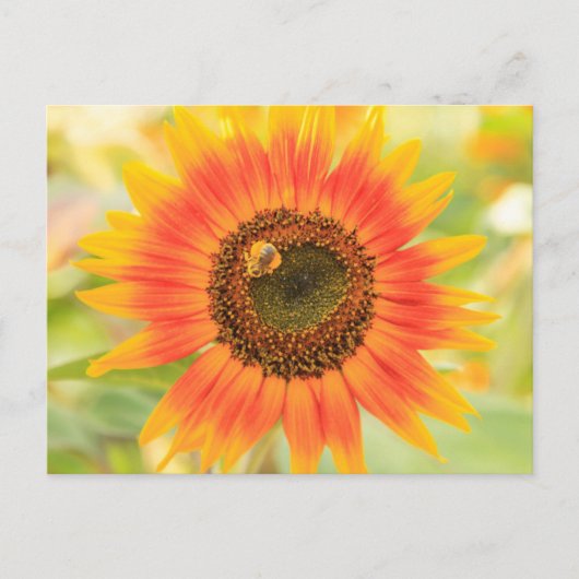 Hummeln auf Sonnenblume, Gemeindegarten Postkarte (Vorderseite)