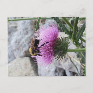 Hummeln ernten eine Lila Thristle-Blume Feiertagspostkarte