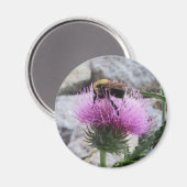 Hummeln ernten eine Lila Thristle-Blume Magnet (Vorderseite/Rückseite)