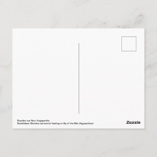 Hummeln fütternd auf der Blume Postkarte (Rückseite)