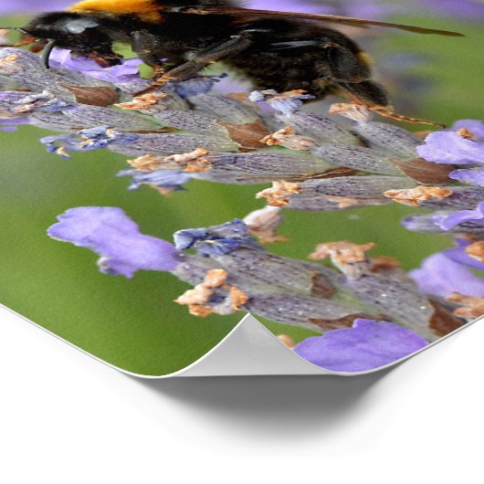 Hummeln fütternd auf Lavendelwüchsen-Blume Poster (Ecke)