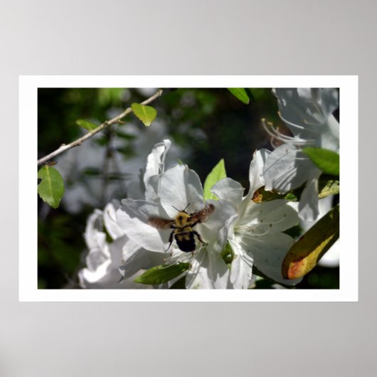 Hummeln Poster (Vorne)