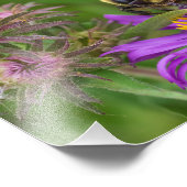 Hummeln Sammeln von Nektar aus Aster-Blume Fotodruck (Ecke)