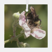 Hummeln sammelt Pollen Glass Ornament Aus Glas (Rückseite)