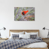 Hummeln schläft in einem Mohn aus Kalifornien Leinwanddruck (Insitu (Schlafzimmer))
