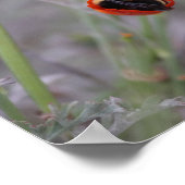 Hummeln schläft in einem Mohn aus Kalifornien Poster (Ecke)