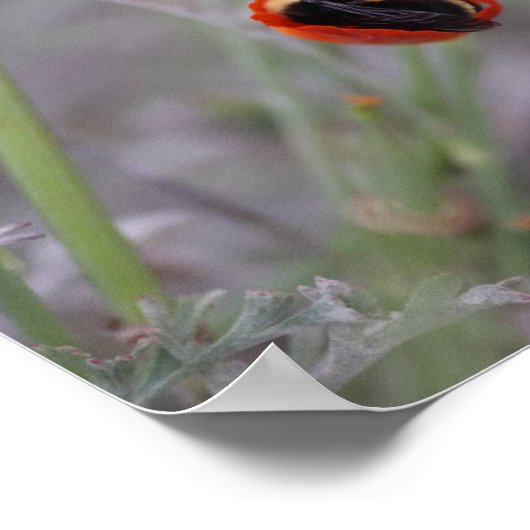 Hummeln schläft in einem Mohn aus Kalifornien Poster (Ecke)