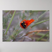 Hummeln schläft in einem Mohn aus Kalifornien Poster (Vorne)