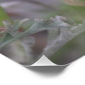 Hummeln schläft in einem Mohnplakat aus Kalifornie Poster (Ecke)