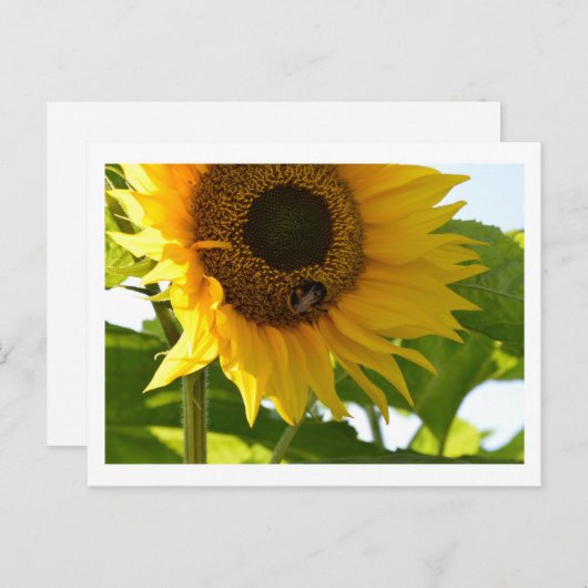 Hummeln & Sonnenblume Postkarte (Vorne/Hinten)