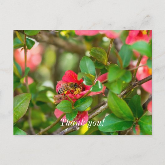 Hummeln und Azalea Danke, Postkarte (Vorderseite)