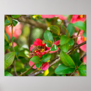 Hummeln und Azalea Poster