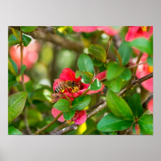 Hummeln und Azalea Poster (Vorne)