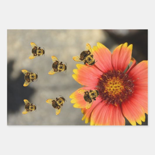 Hummeln und Gaillardia Blume Orange Geschenkpapier Set (Vorderseite)