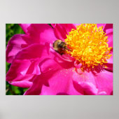 Hummeln und Peony Poster (Vorne)