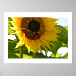 Hummeln und Sonnenblumen Poster