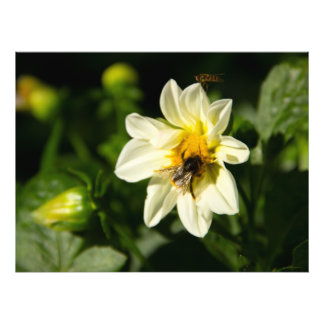 Hummeln und weißes Dahlia-Foto Fotodruck