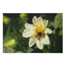 Hummeln und weißes Dahlia-Foto