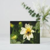 Hummeln und weißes Dahlia-Foto Postkarte (Stehend Vorderseite)