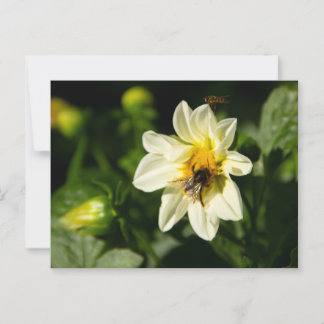 Hummeln und weißes Dahlia-Foto Postkarte
