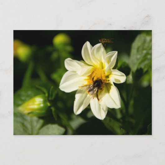 Hummeln und weißes Dahlia-Foto Postkarte (Vorderseite)