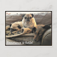 Hummeln: Widerstand ist fruchtbare Postkarte