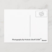 Hummelpostkarte Postkarte (Rückseite)