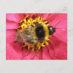 Hummelpostkarte Postkarte