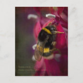 Hummelpostkarte Postkarte (Vorderseite)
