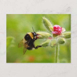 Hummelpostkarte Postkarte