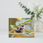 Hummelpostkarte Postkarte (Stehend Vorderseite)