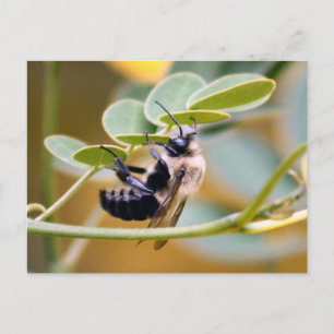 Hummelpostkarte Postkarte