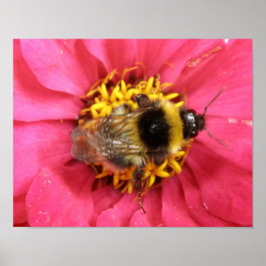 Hummelprint Poster (Vorne)