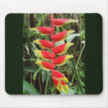 Hummer Claw Blume - Heliconia Rostrata