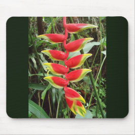 Hummer Claw Blume - Heliconia Rostrata Mousepad