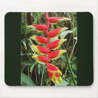 Hummer Claw Blume - Heliconia Rostrata Mousepad