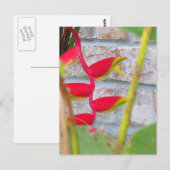 Hummer Claw Blume Heliconia Rostrata Postkarte (Vorne/Hinten)