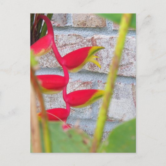Hummer Claw Blume Heliconia Rostrata Postkarte (Vorderseite)