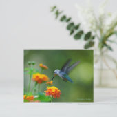 Hummer eines Hummingvogels! Postkarte (Stehend Vorderseite)