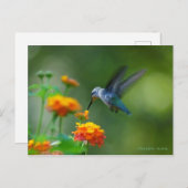 Hummer eines Hummingvogels! Postkarte (Vorne/Hinten)