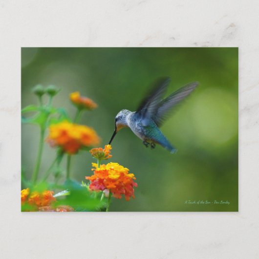 Hummer eines Hummingvogels! Postkarte (Vorderseite)