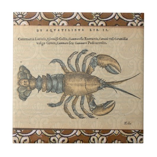 Hummer-Illustration Antique Maine Seafood Fliese (Vorderseite)